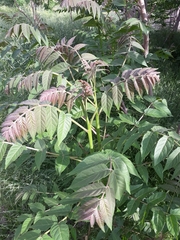 Ailanthus altissima