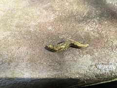 Prophysaon vanattae