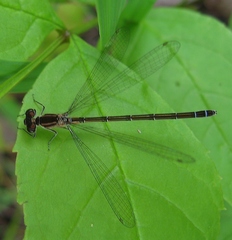 Coenagrion resolutum