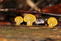 Heterotextus miltinus