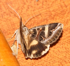 Cerocala vermiculosa