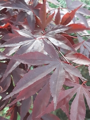Acer palmatum