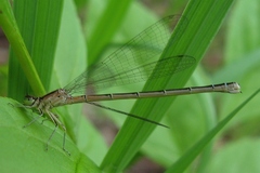 Coenagrion resolutum