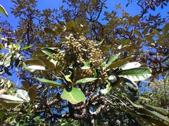 Didymopanax macrocarpus