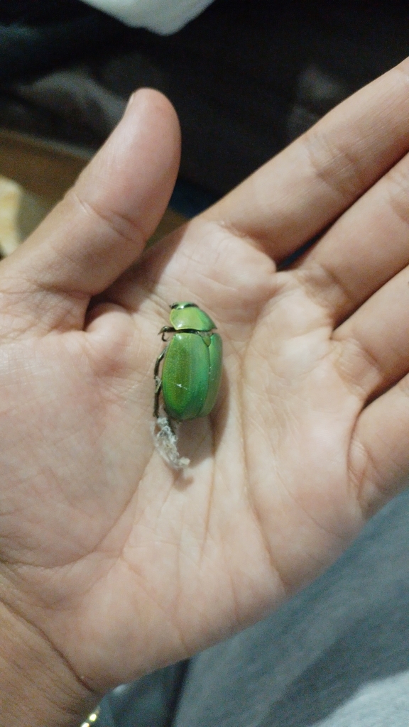 Jewel Scarabs from Centro, 73800 Teziutlán, Pue., México on May 26 ...