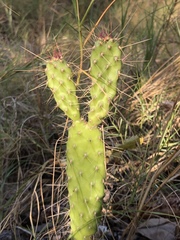 Consolea corallicola