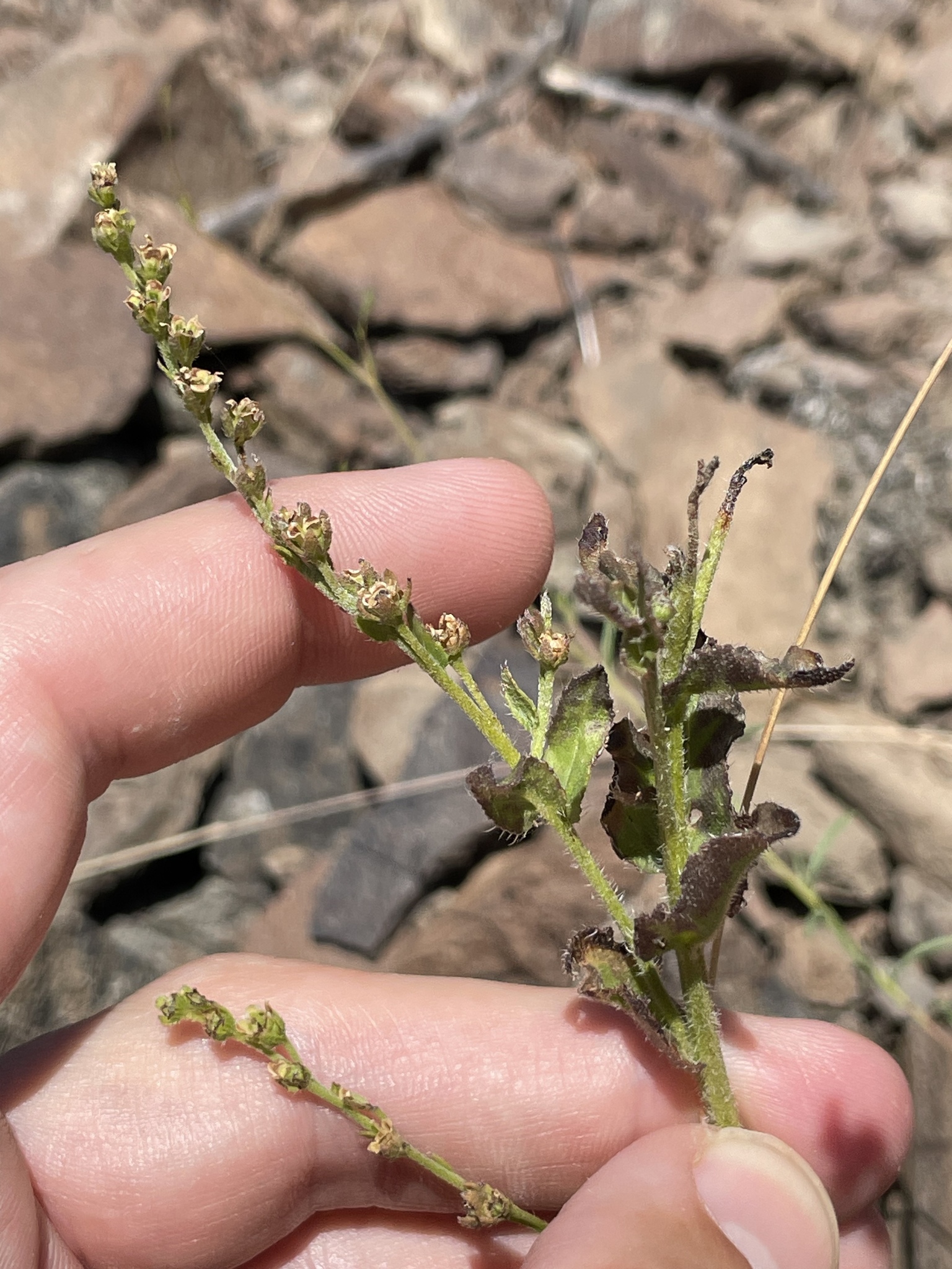 Hackelia hispida