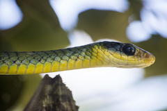 Chironius bicarinatus