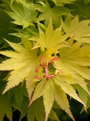 Acer