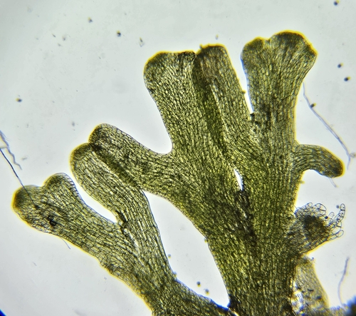 Image of Riccardia palmata by (c) Helen Waterman, some rights reserved (CC BY)
