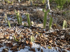 Consolea corallicola