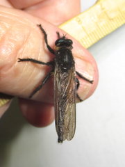 Promachus painteri