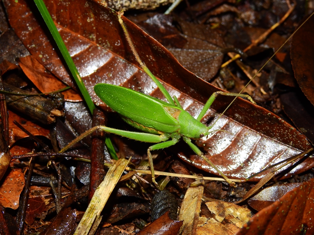 Homalaspidia beieri