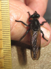 Promachus painteri
