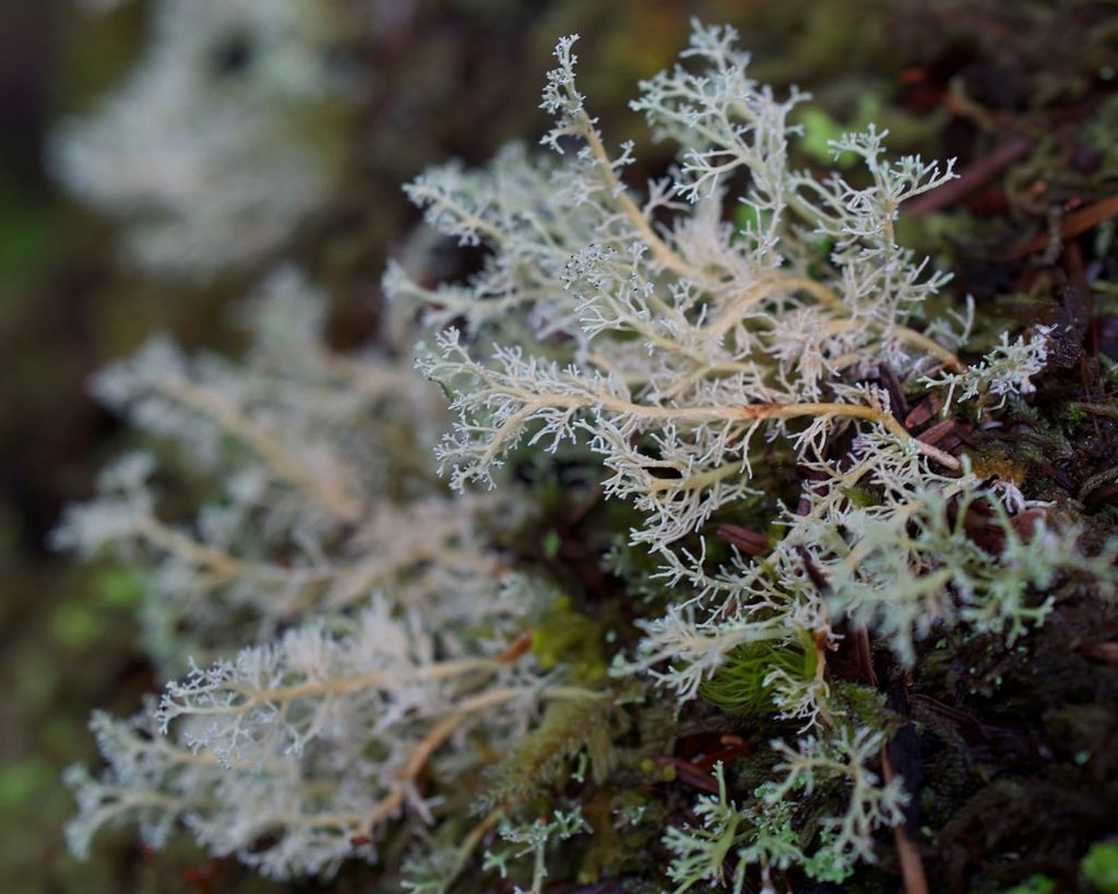 Coral Lichens