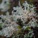 Coral Lichens - Photo (c) Adam Bryant, some rights reserved (CC BY-NC), uploaded by Adam Bryant