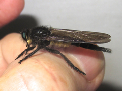 Promachus painteri
