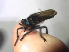 Promachus painteri