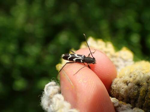 Kazuoclytus