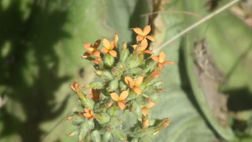 Image of Kalanchoe lanceolata by (c) Shaun Swanepoel, some rights reserved (CC BY)