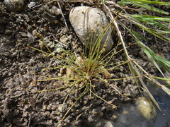 Isolepis setacea