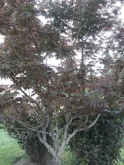Acer palmatum