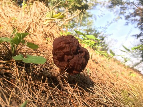Gyromitra esculenta