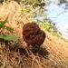 シャグマアミガサタケ