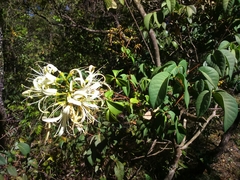 Spiranthera odoratissima