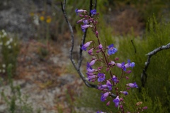 Penstemon spectabilis spectabilis