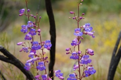 Penstemon spectabilis spectabilis
