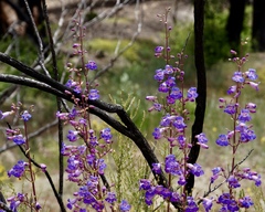 Penstemon spectabilis spectabilis