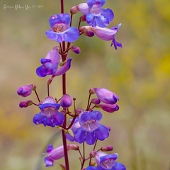 Penstemon spectabilis spectabilis