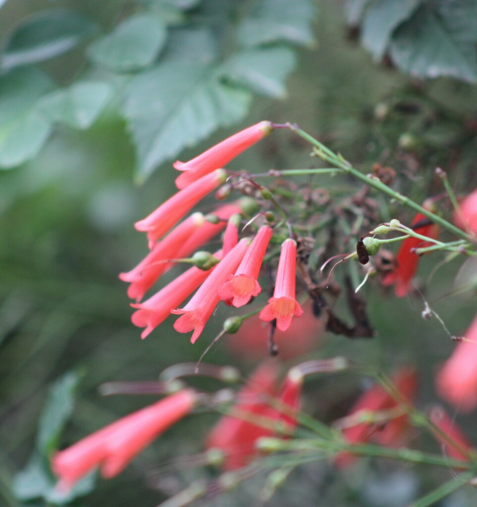 Firecracker plant from Parque Sinaloa, Los Mochis, Sin., México on July ...