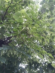Tilia cordata