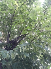 Tilia cordata