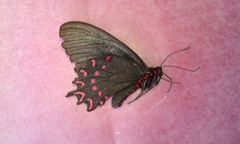 Parides photinus