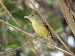 Vireo pallens