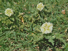 Chamaesaracha coniodes