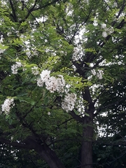 Robinia pseudoacacia