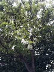 Robinia pseudoacacia