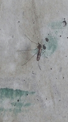 Culiseta incidens