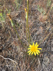 Nothocalais troximoides