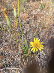 Nothocalais troximoides