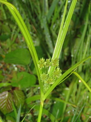 Cyperus eragrostis image