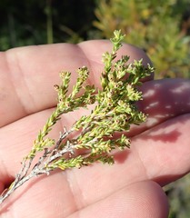Erica serrata