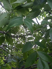 Fraxinus latifolia