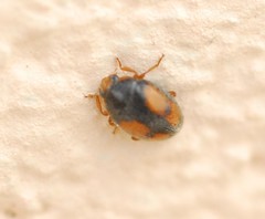 Scymnus subvillosus