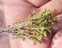 Erica serrata