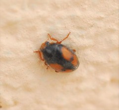 Scymnus subvillosus